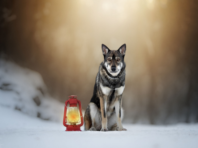 собака, снег, фонарь