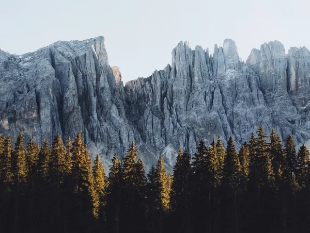 лес, деревья, гора