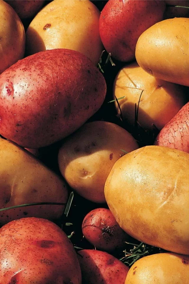 картофель, клубни