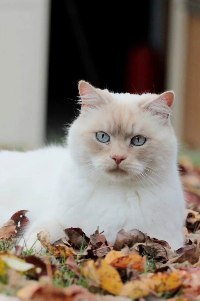 кот, взгляд, лежит на листьях