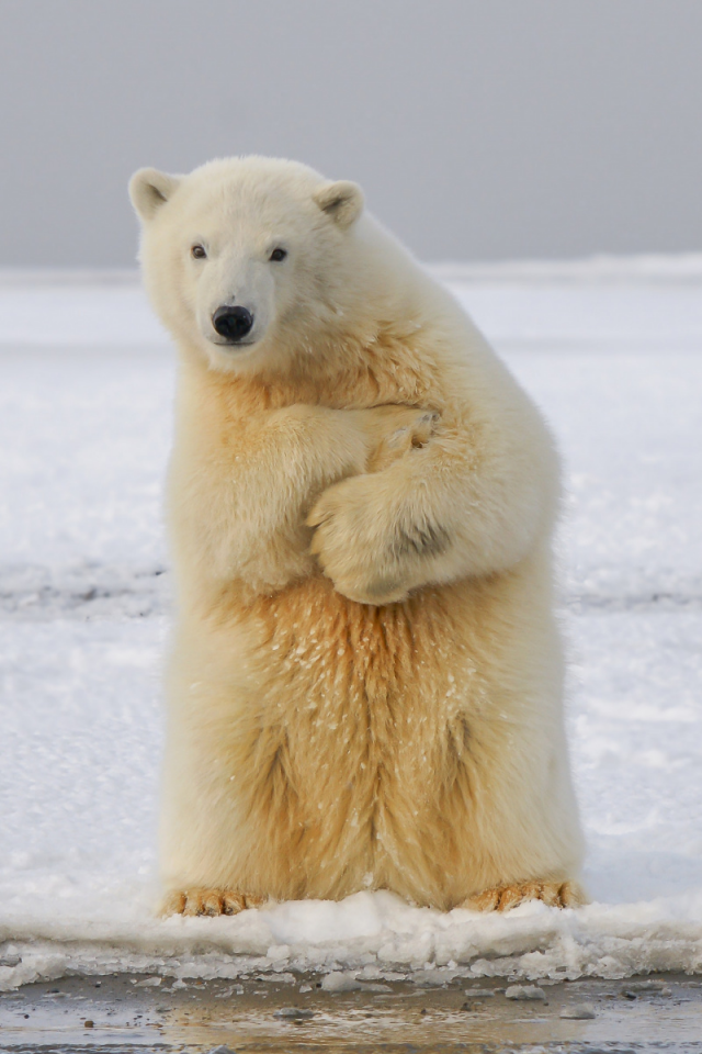 медведь, полярный
