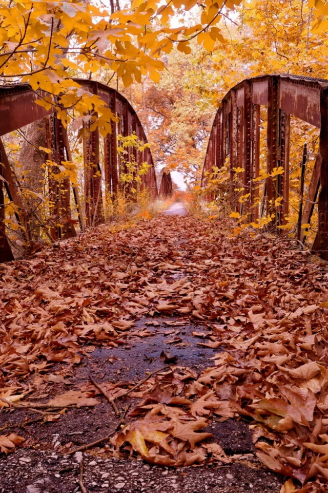 парк, осень, листопад