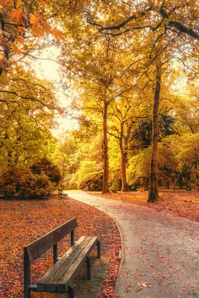 парк, дорожки, скамейка, осень, листопад