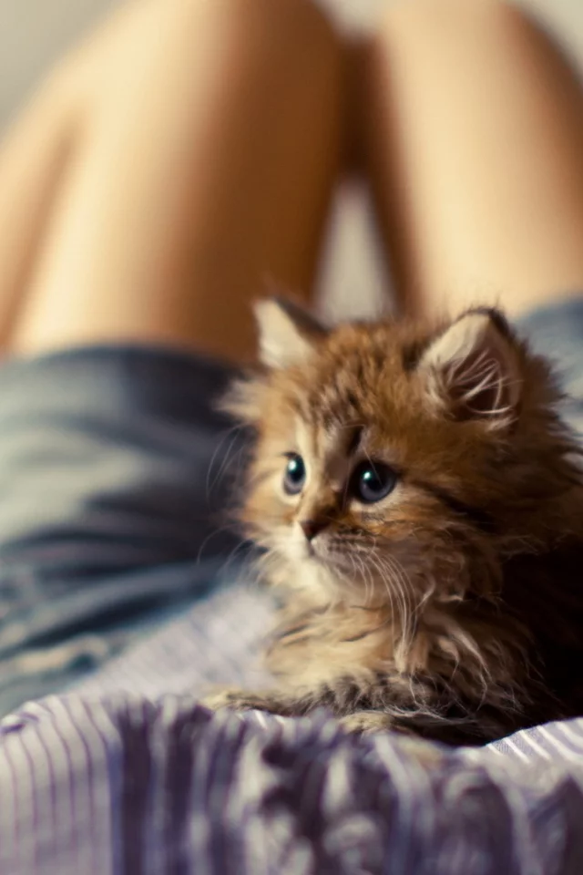 котёнок, маленький, лежит на девушке