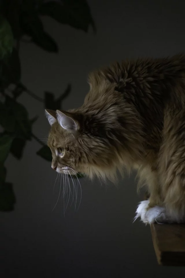 кот, взгляд, сидит