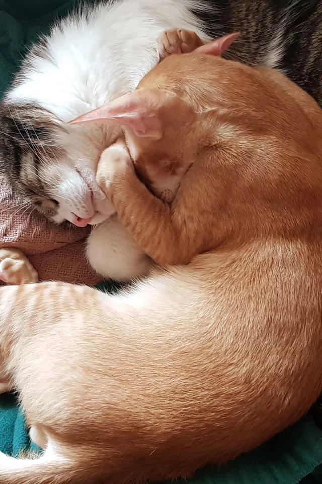 коты, спят