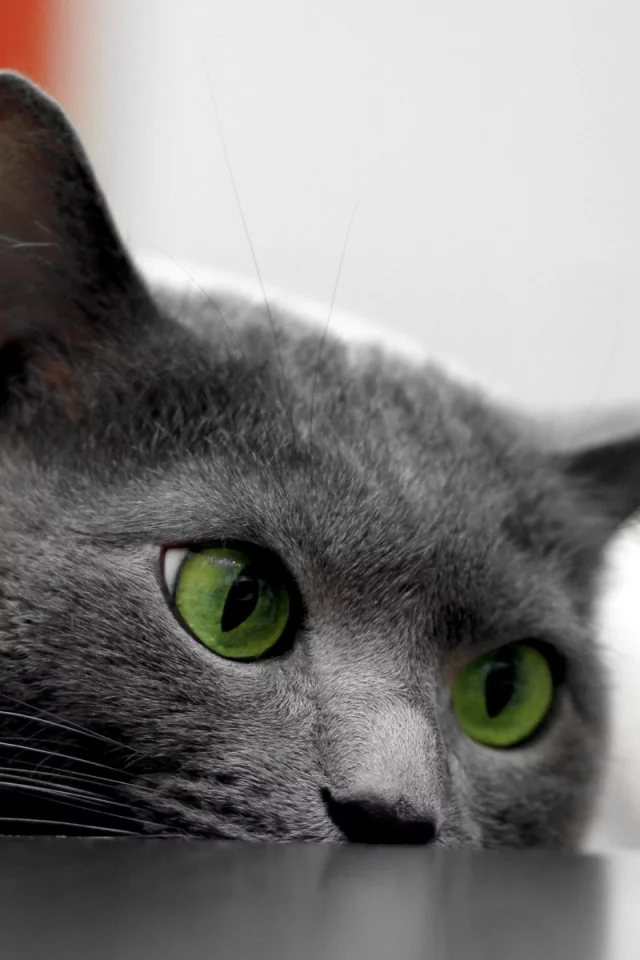 кот, взгляд