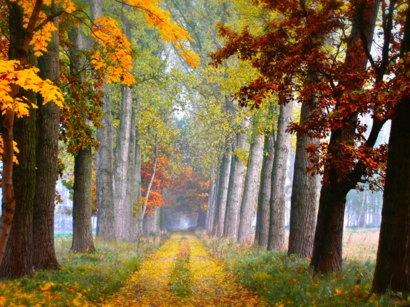 деревья, осень, листопад