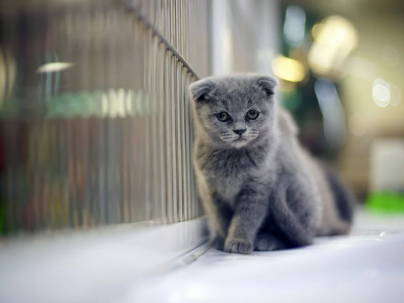 кот, шотландский вислоухий