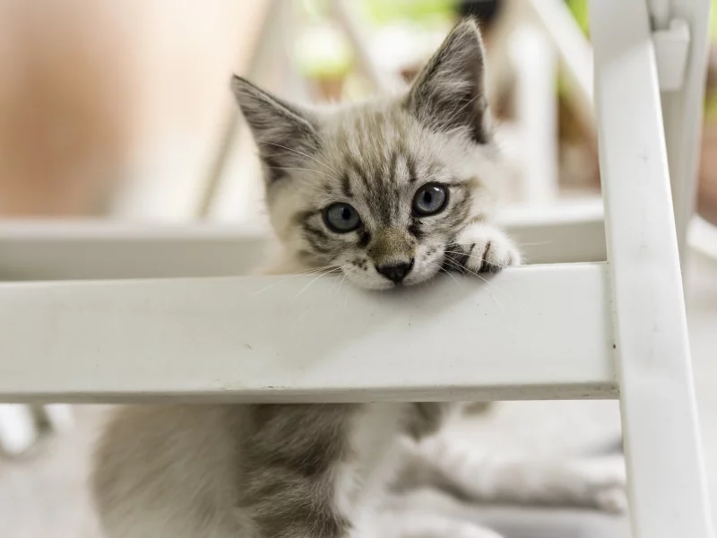 котёнок, взгляд