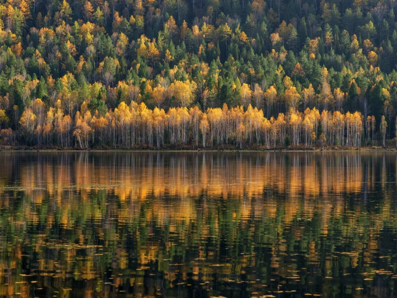 озеро, лес