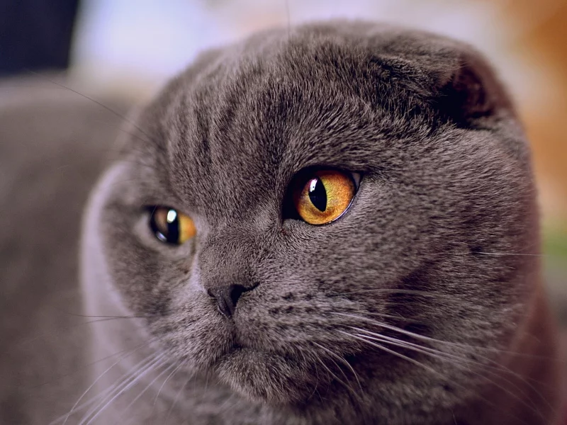 кот, шотландский вислоухий