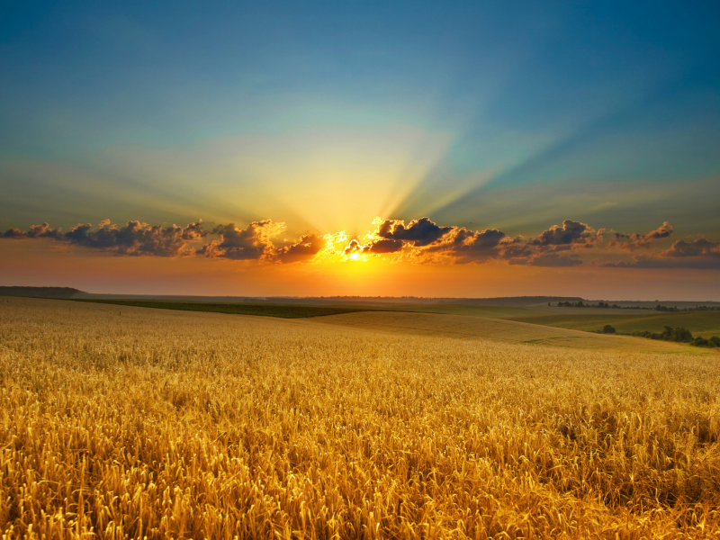 поле, пшеница, рассвет