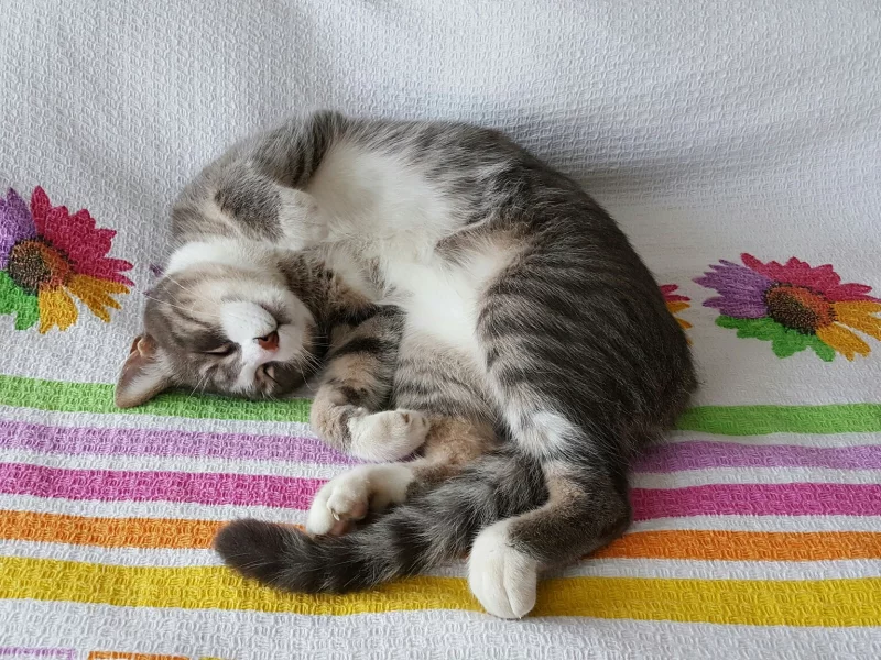кот, животное, лежит