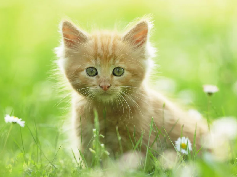 котёнок рыжий, взгляд