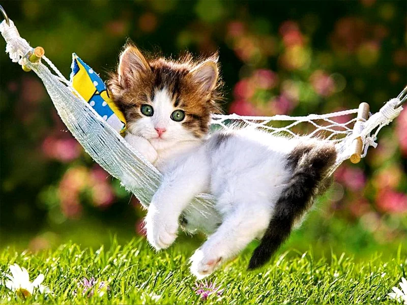 котёнок маленький, лежит в гамаке, взгляд
