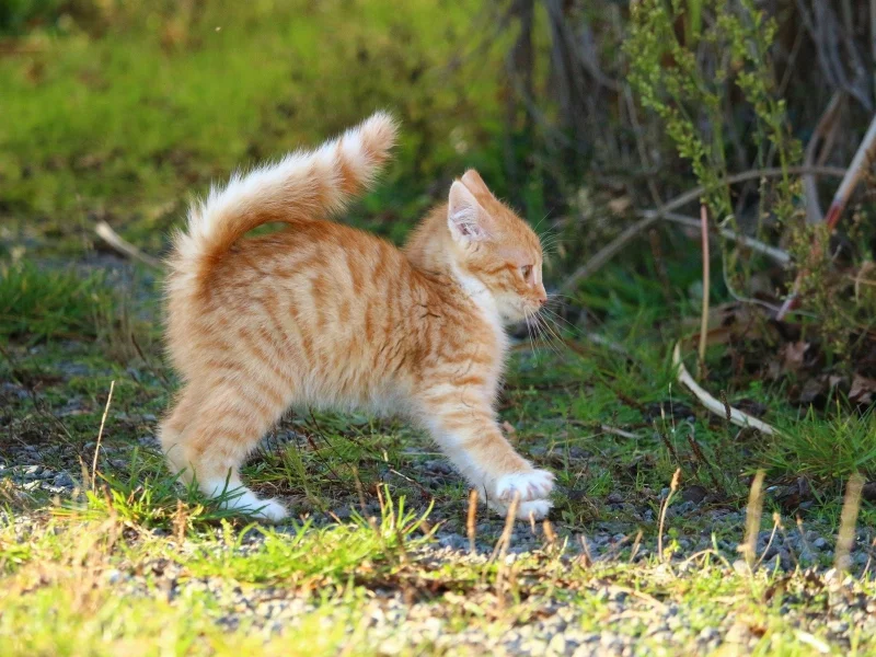 котёнок, рыжий, поза