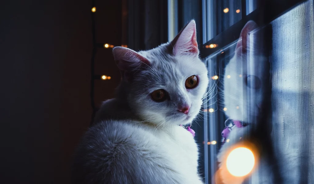 кошка, животное, у окна