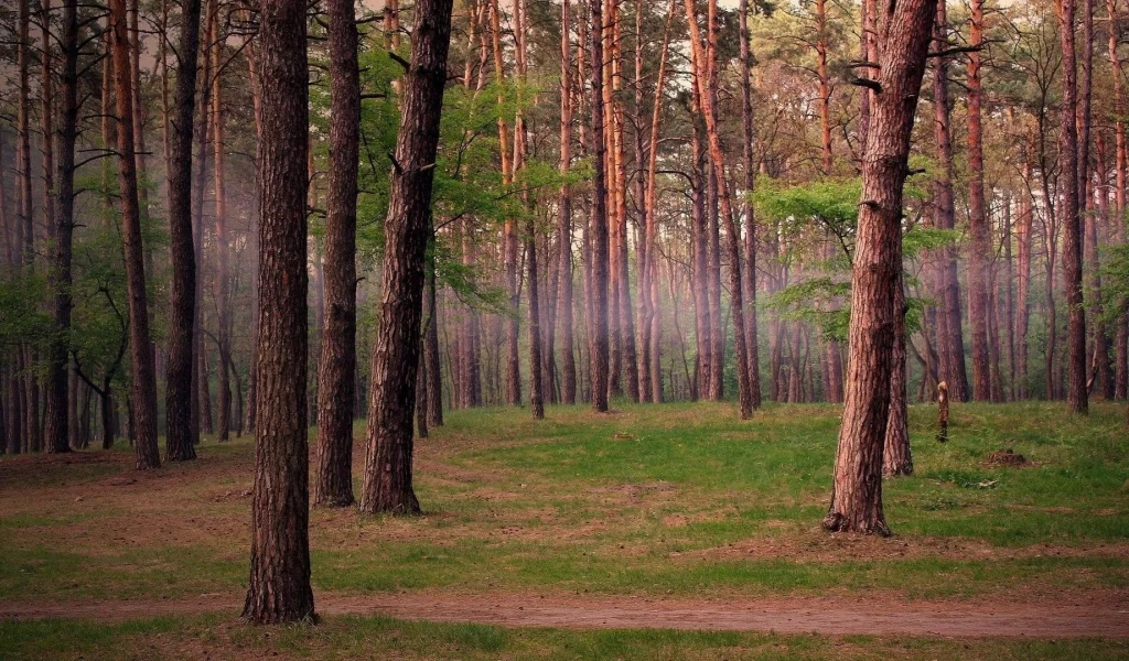 лес, деревья, природа