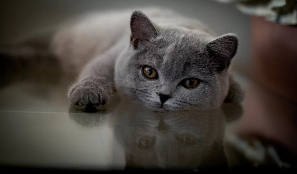 кот, лежит, смотрит