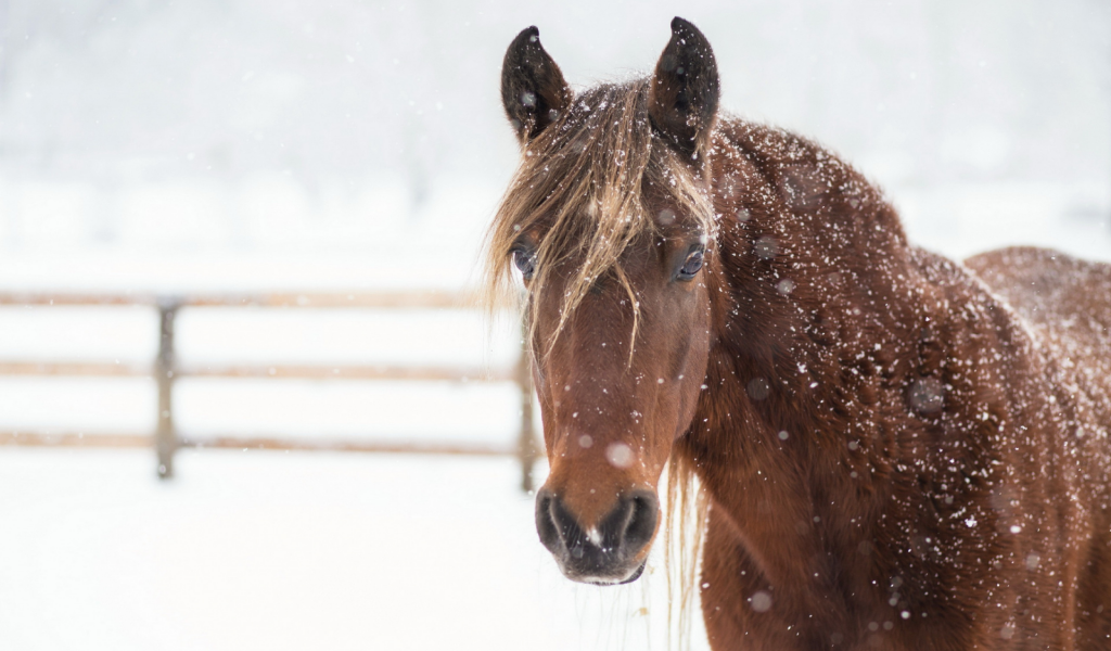 лошадь, животное, зима, снег