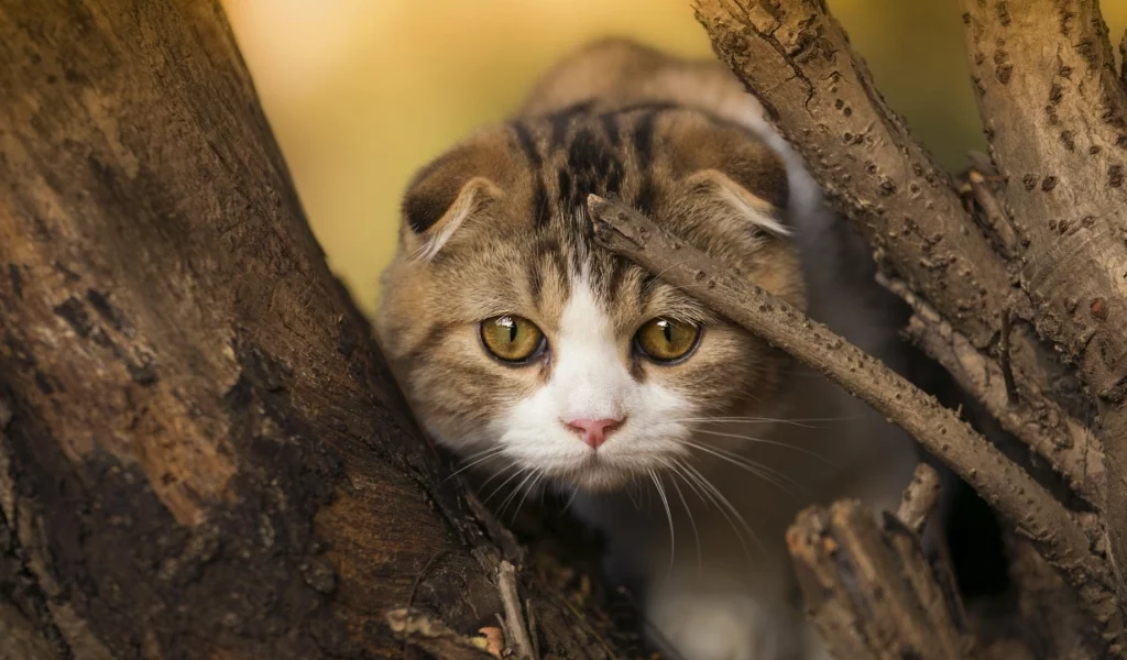 кот, шотландский вислоухий, взгляд