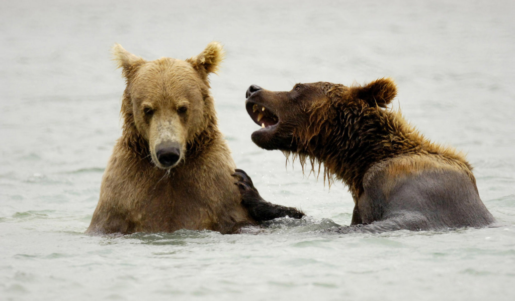 медведи, животные, в воде