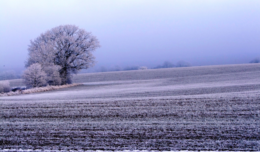 поле, дерево, зима