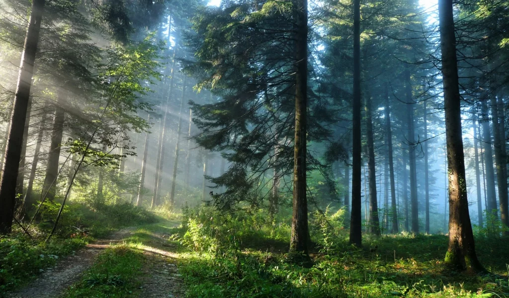 лес, деревья, туман