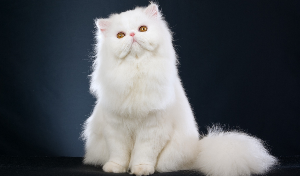 кот, взгляд, персидский