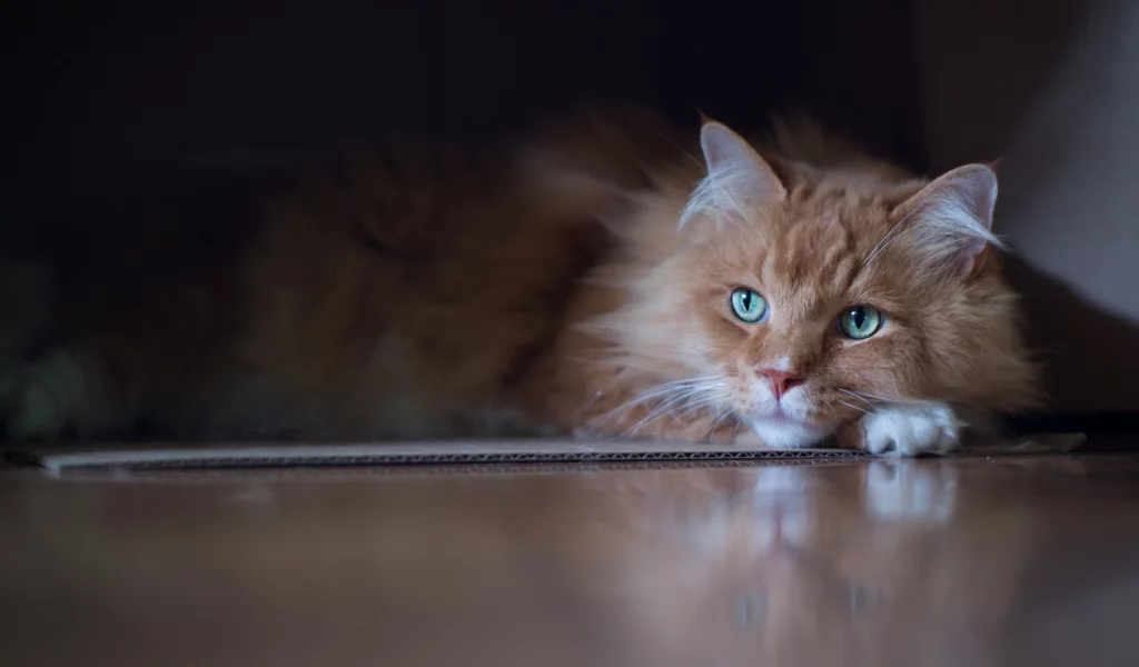 кот, лежит, смотрит