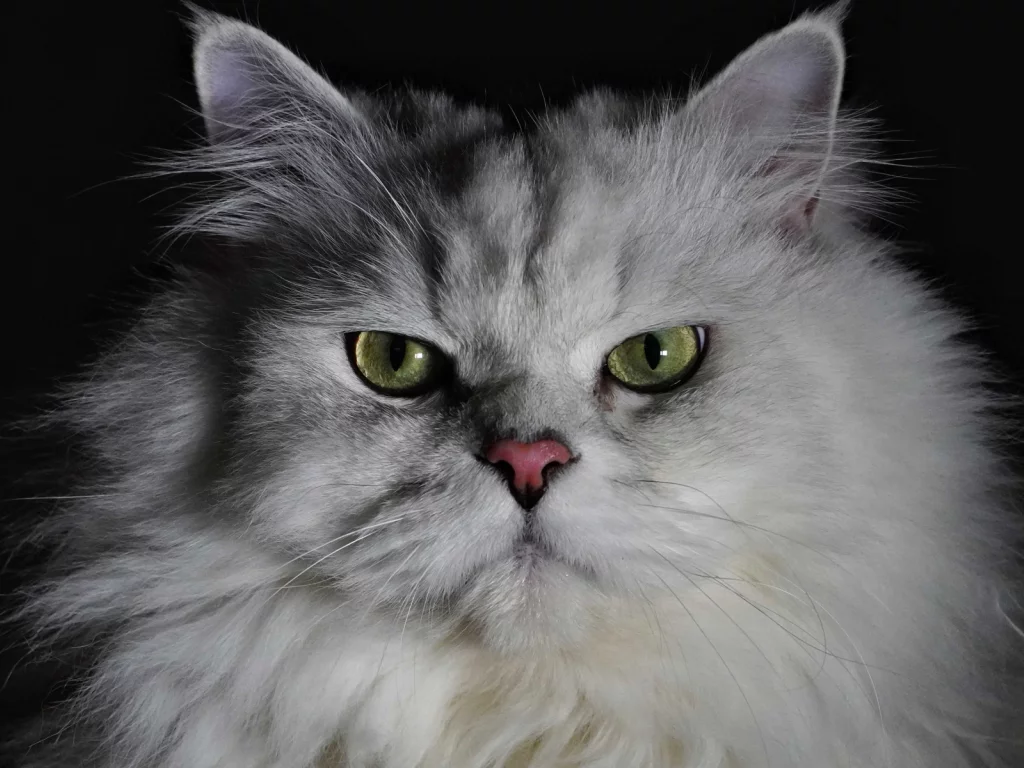 кошка, животное