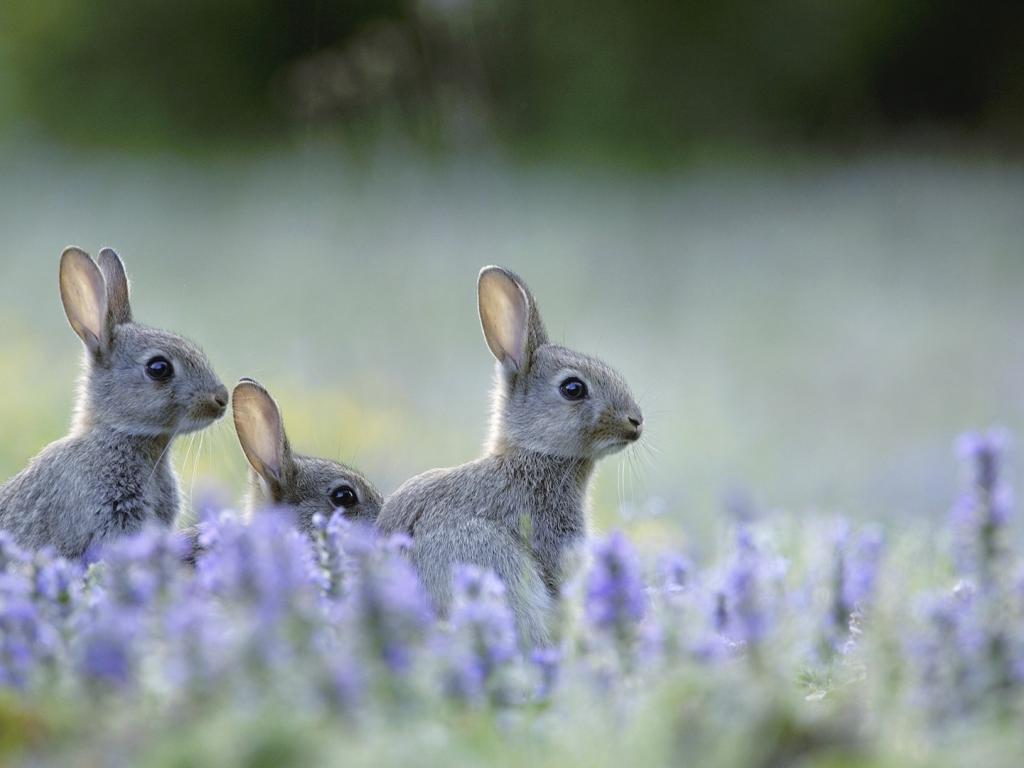 кролики, животные, в траве, на природе