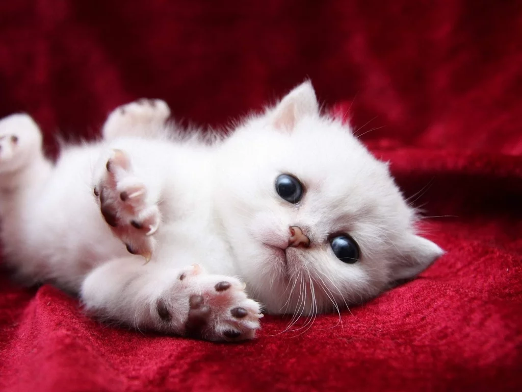 котёнок, маленький