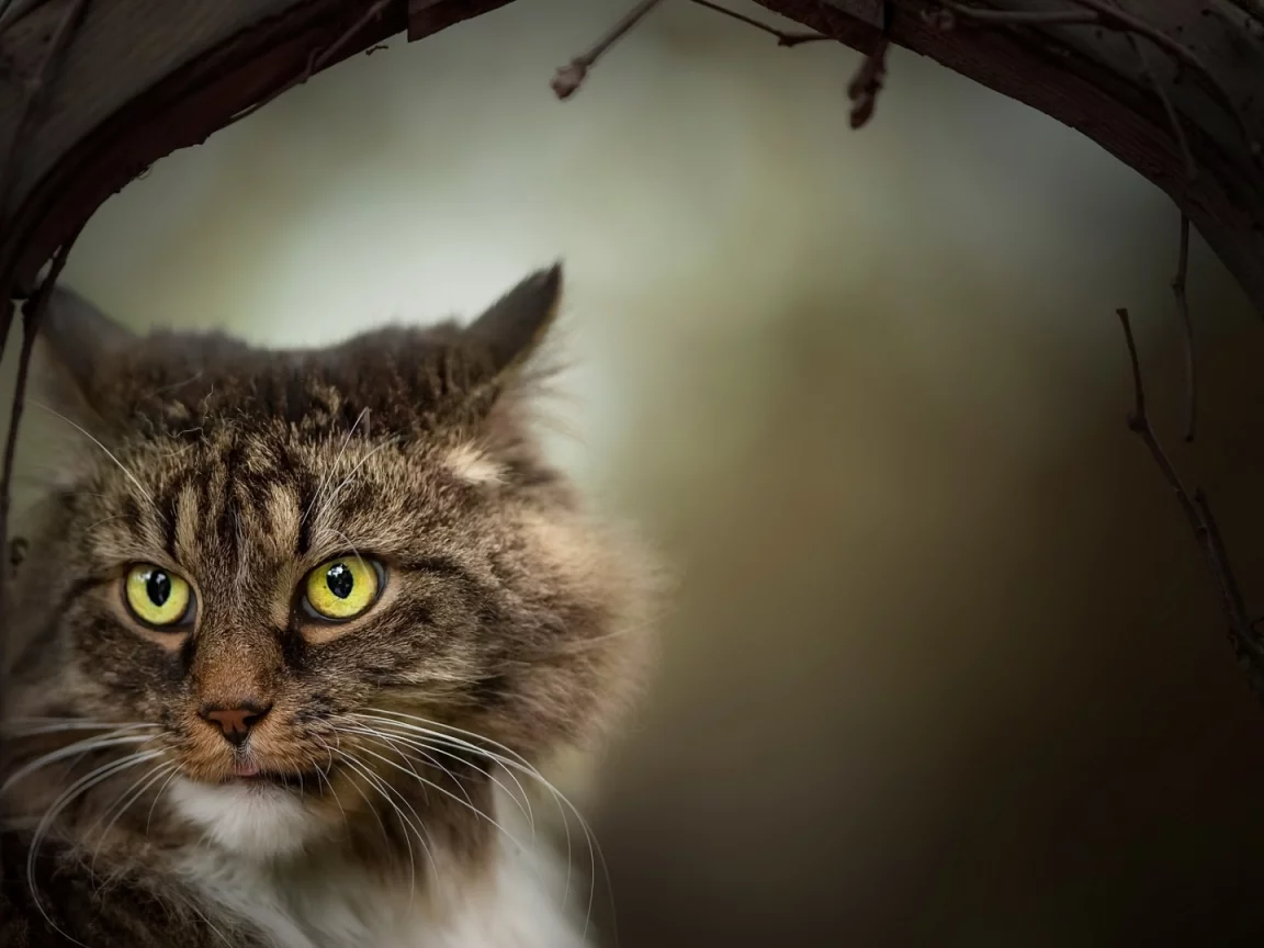 кот, взгляд, животное