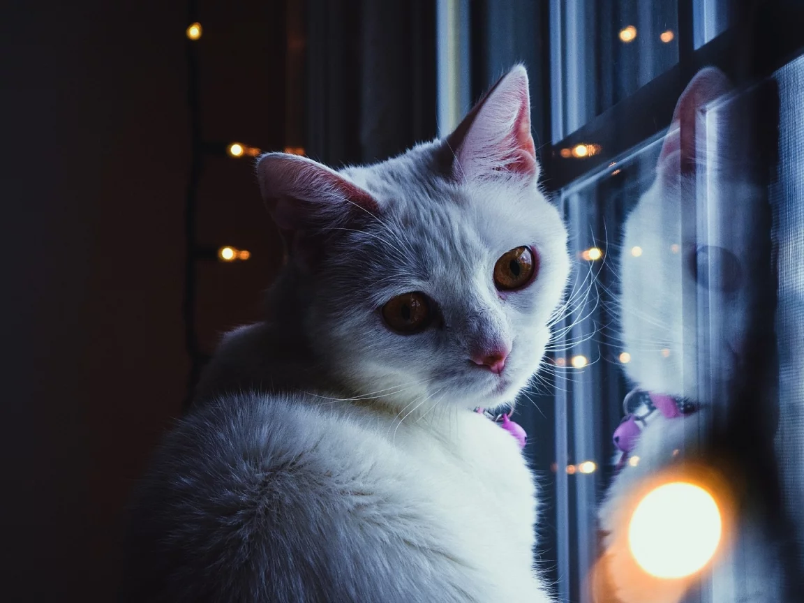 кошка, животное, у окна