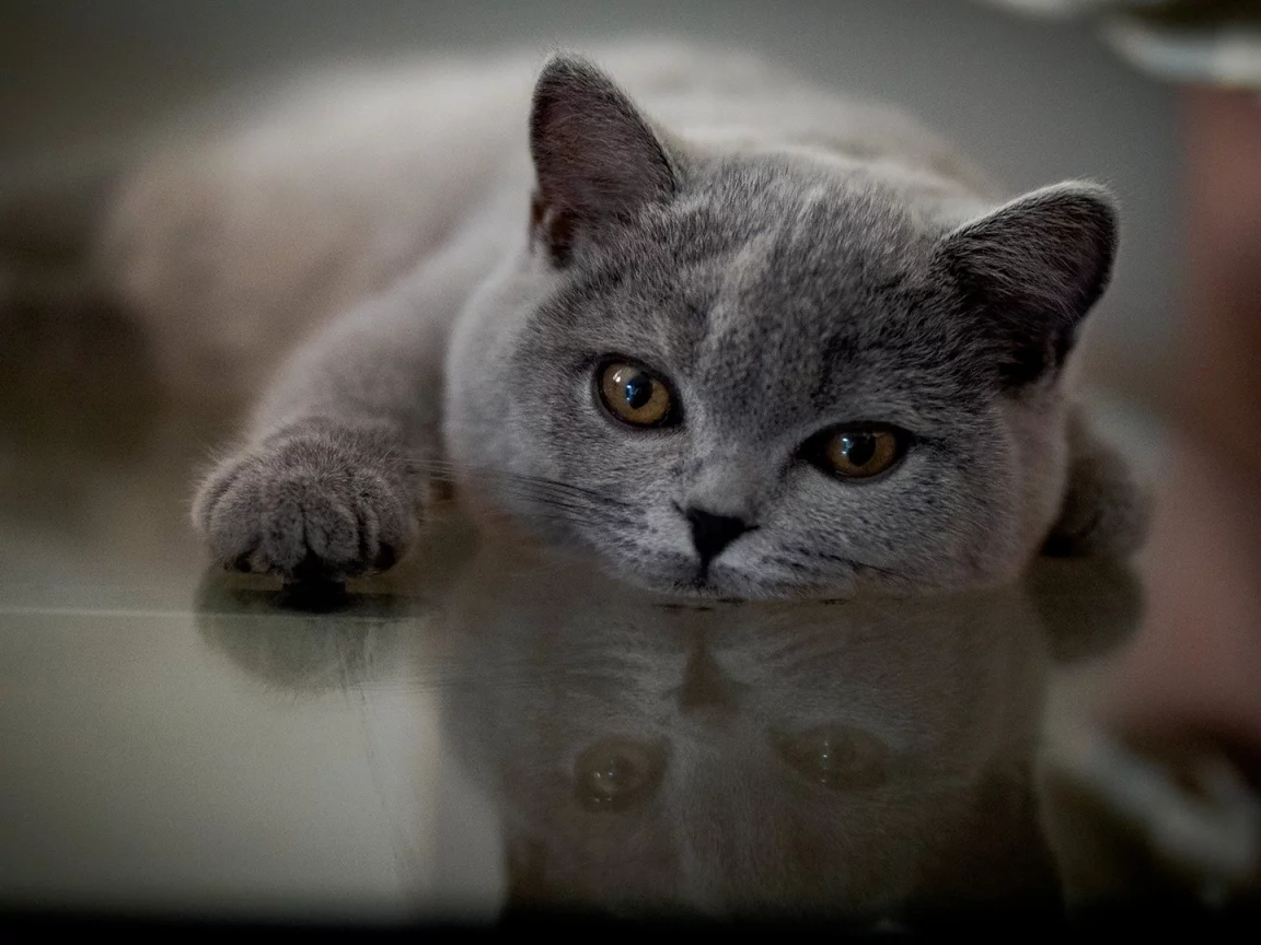 кот, лежит, смотрит
