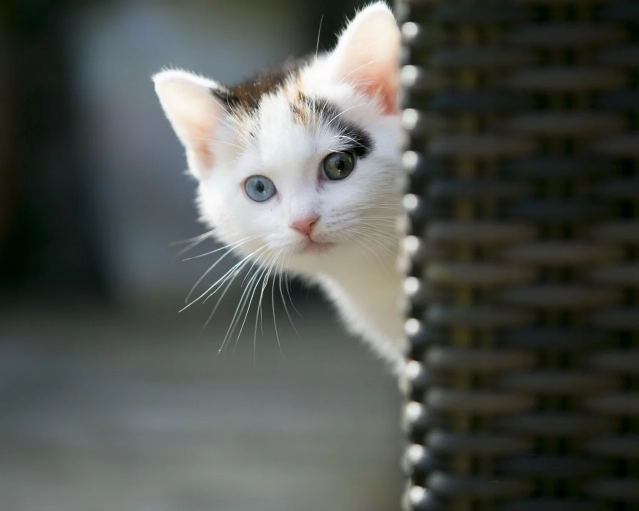 котёнок, выглядывает