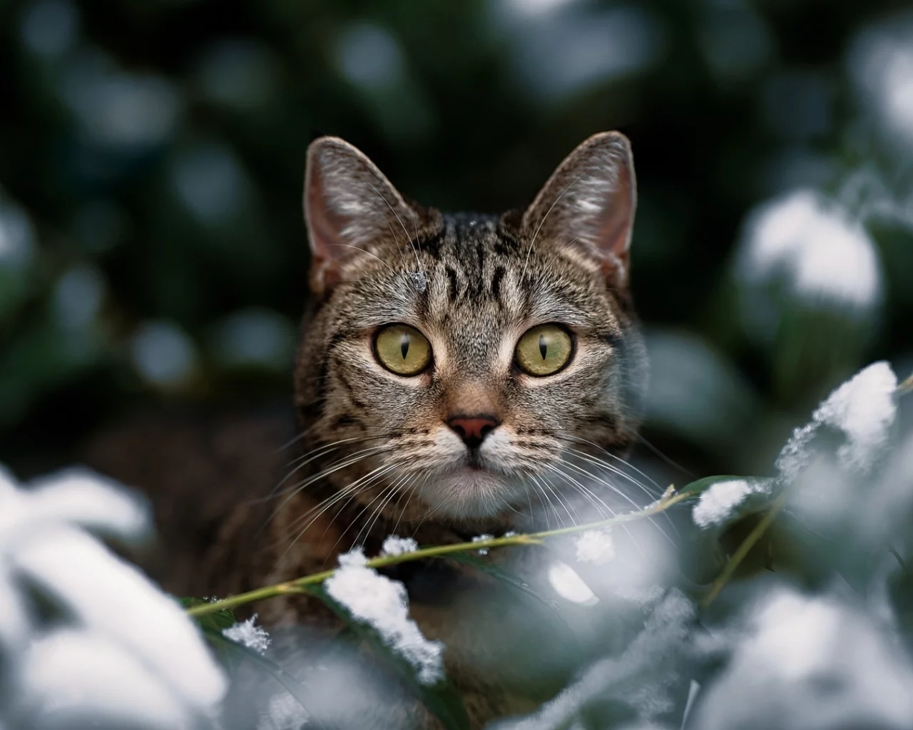 кот, взгляд