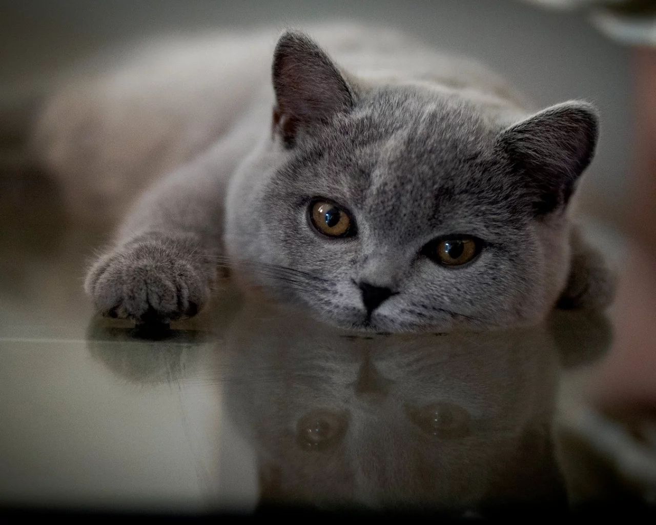 кот, лежит, смотрит