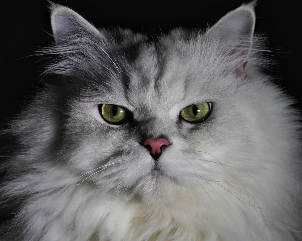 кошка, животное