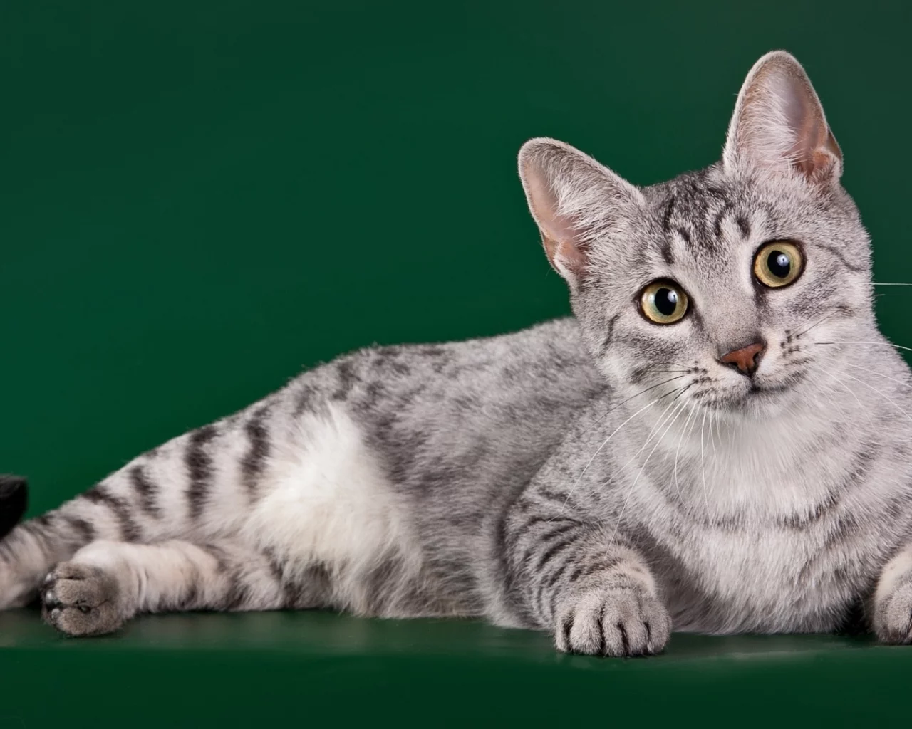 кот, лежит, смотрит