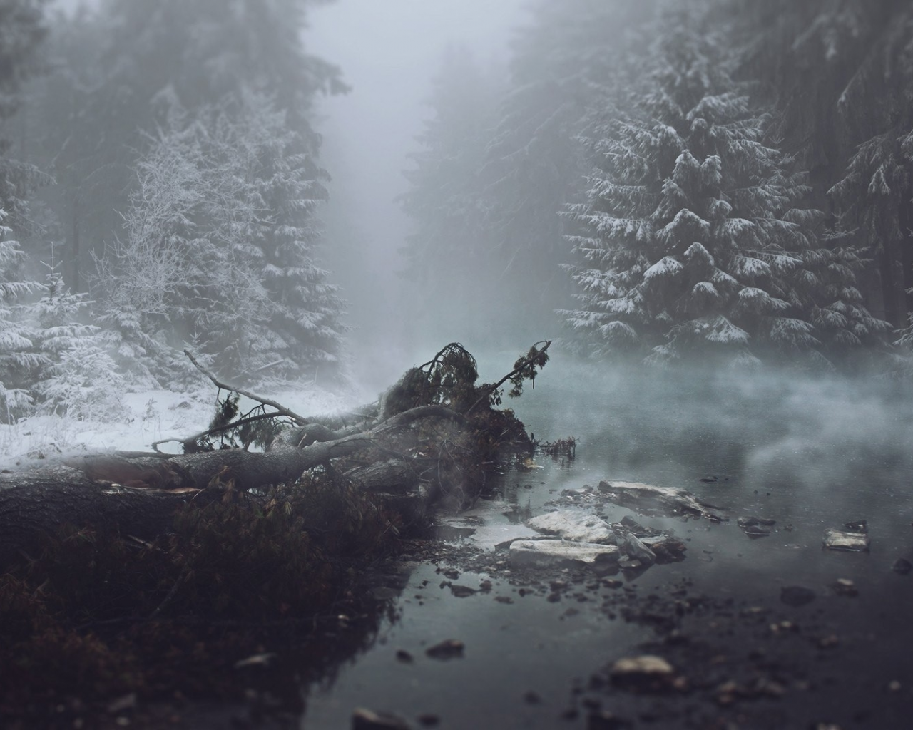 лес, зима, туман