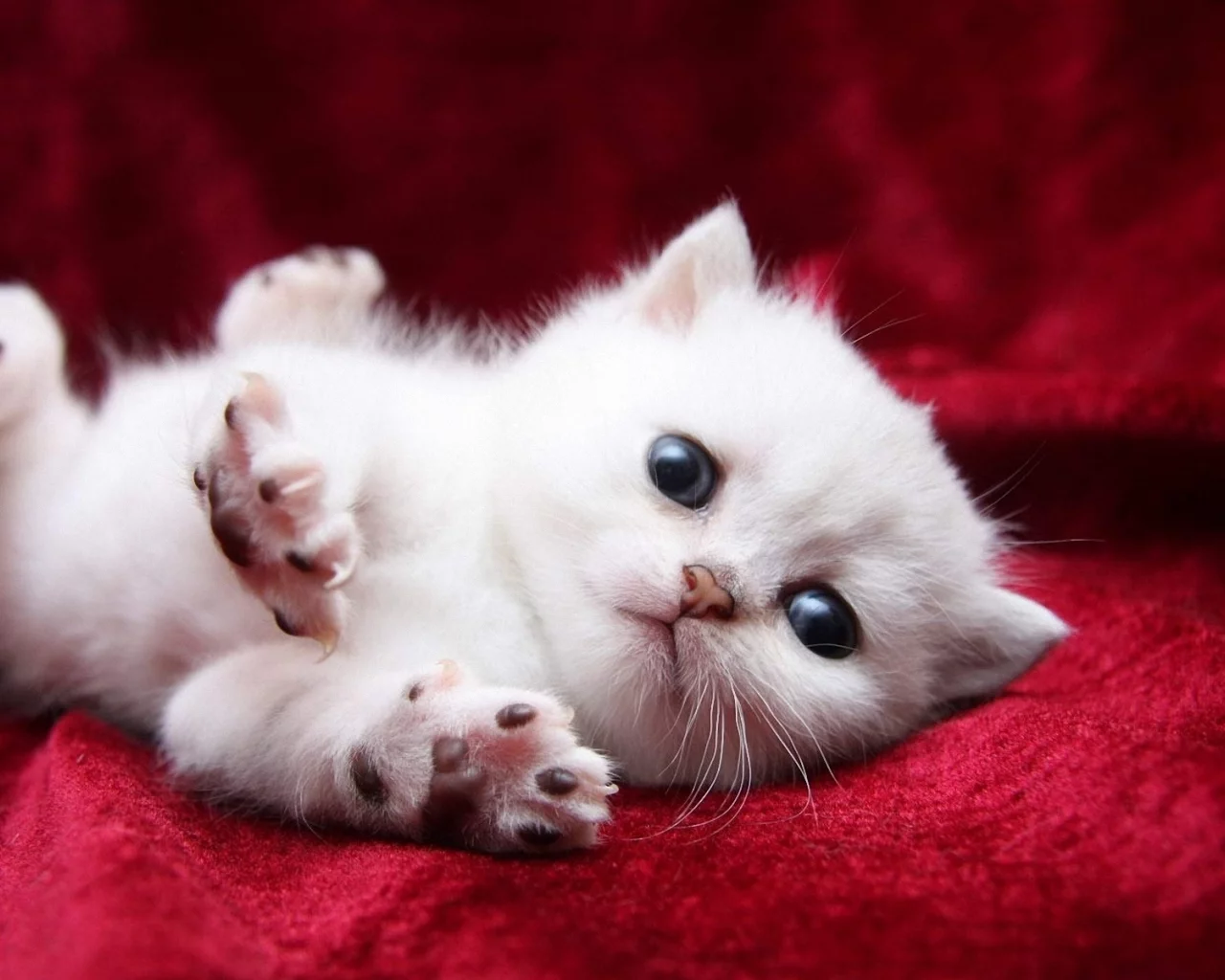 котёнок, маленький