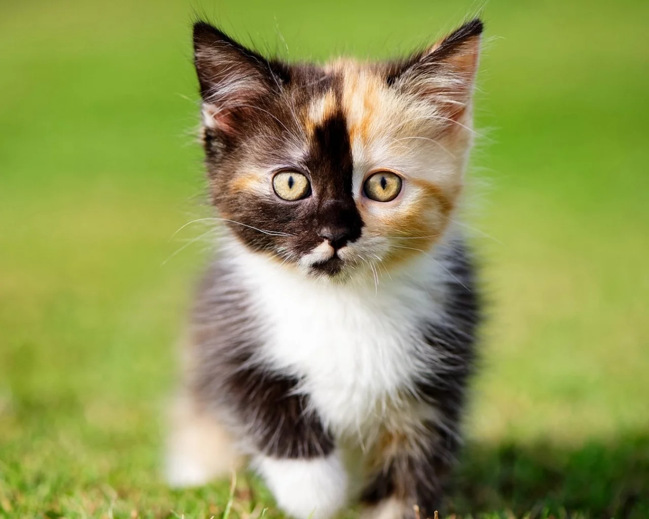 котёнок, маленький, взгляд