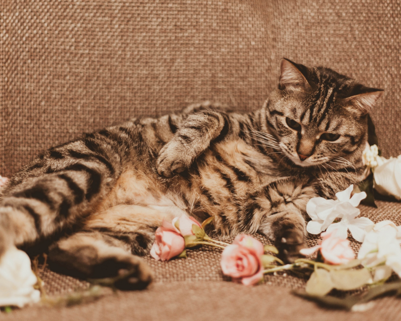 кошка, животное, лежит, розы, лепестки