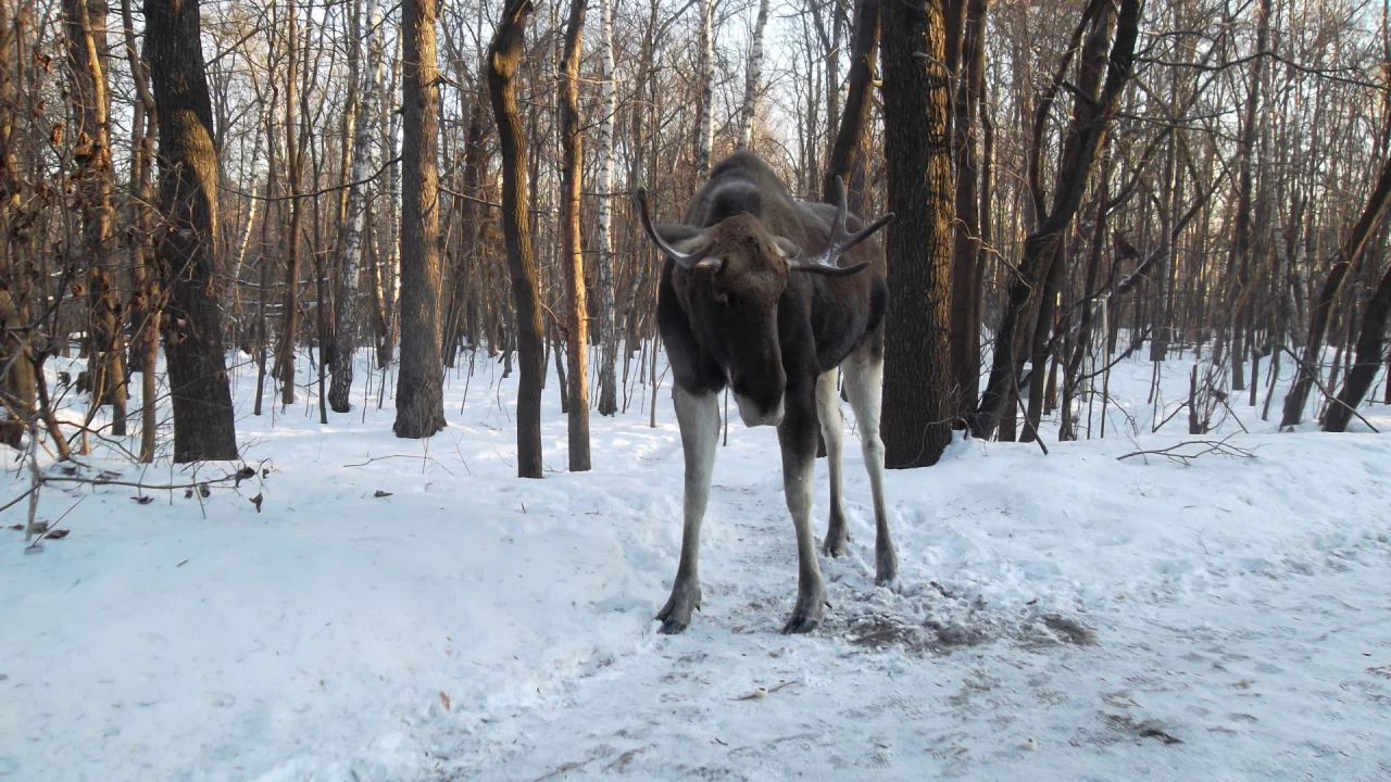 лось, зима, лес