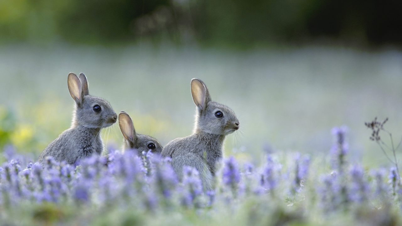 кролики, животные, в траве, на природе