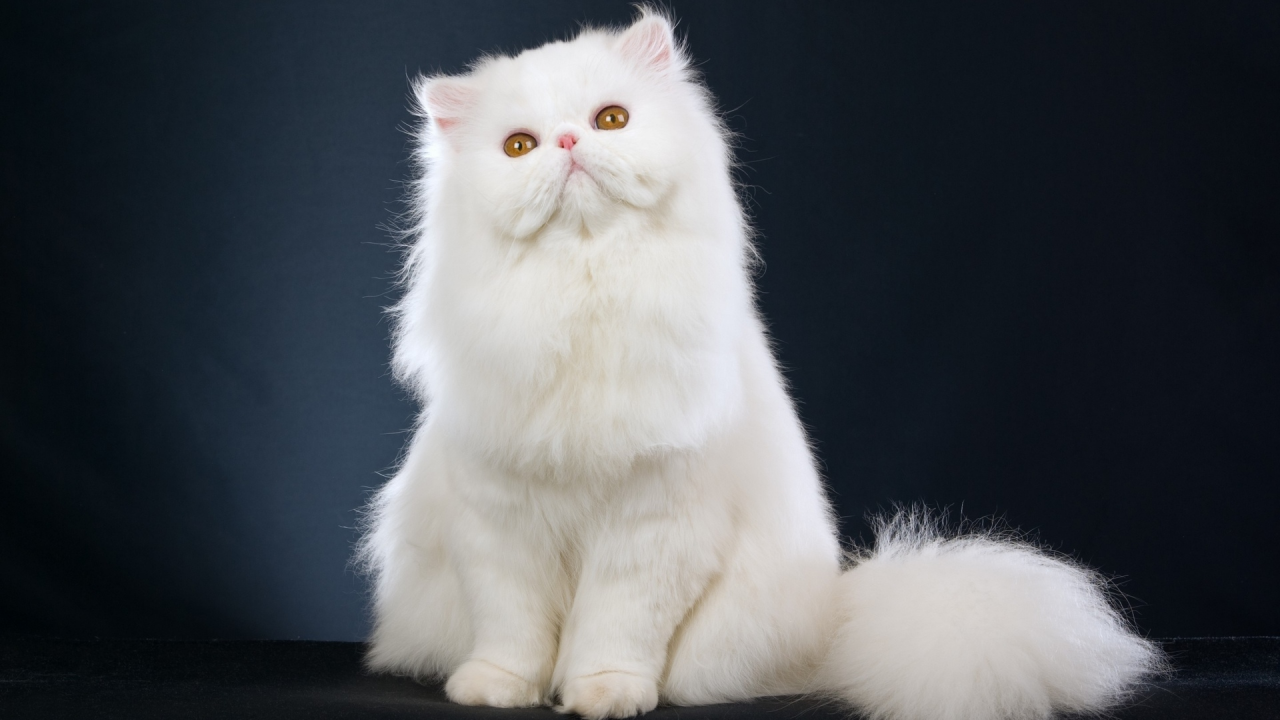 кот, взгляд, персидский