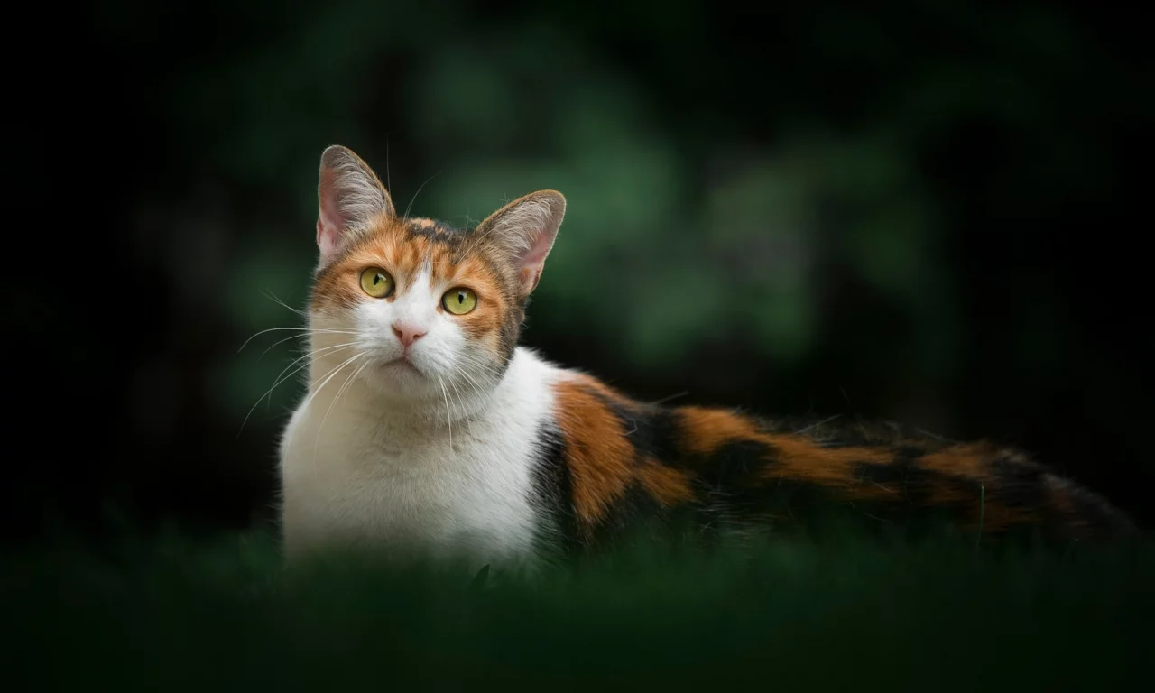 кошка, животное